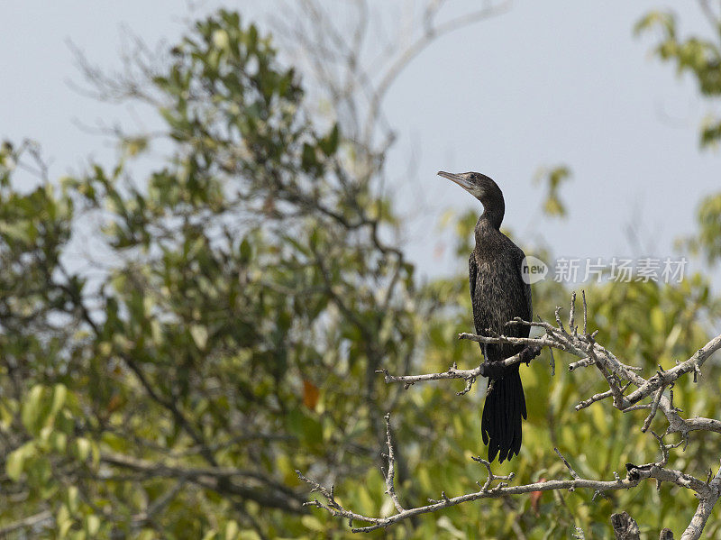 小鸬鹚，尼日尔Microcarbo, Sundarbans NP，印度